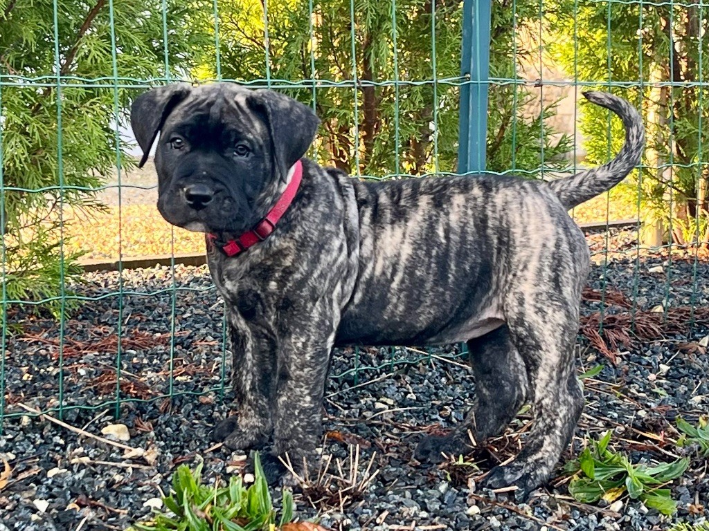 De La Fleur Des Îles Canaries - Chiot disponible  - Dogo Canario