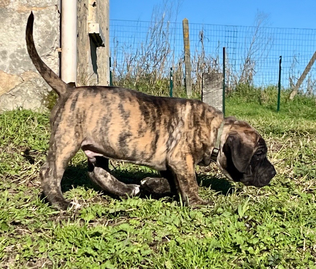 De La Fleur Des Îles Canaries - Chiot disponible  - Dogo Canario