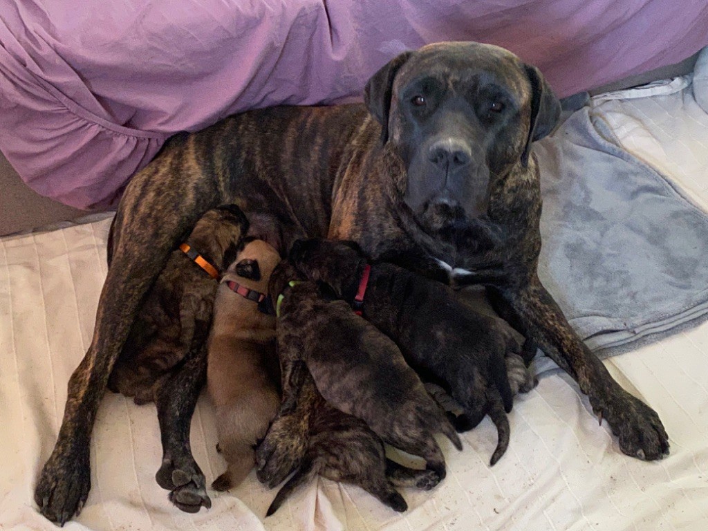 chiot Dogo Canario De La Fleur Des Îles Canaries