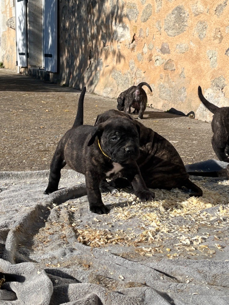 De La Fleur Des Îles Canaries - Chiot disponible  - Dogo Canario