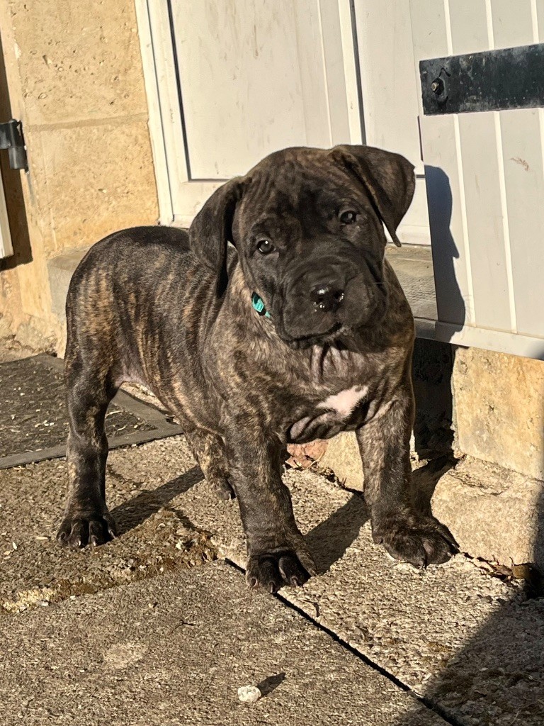 De La Fleur Des Îles Canaries - Chiot disponible  - Dogo Canario