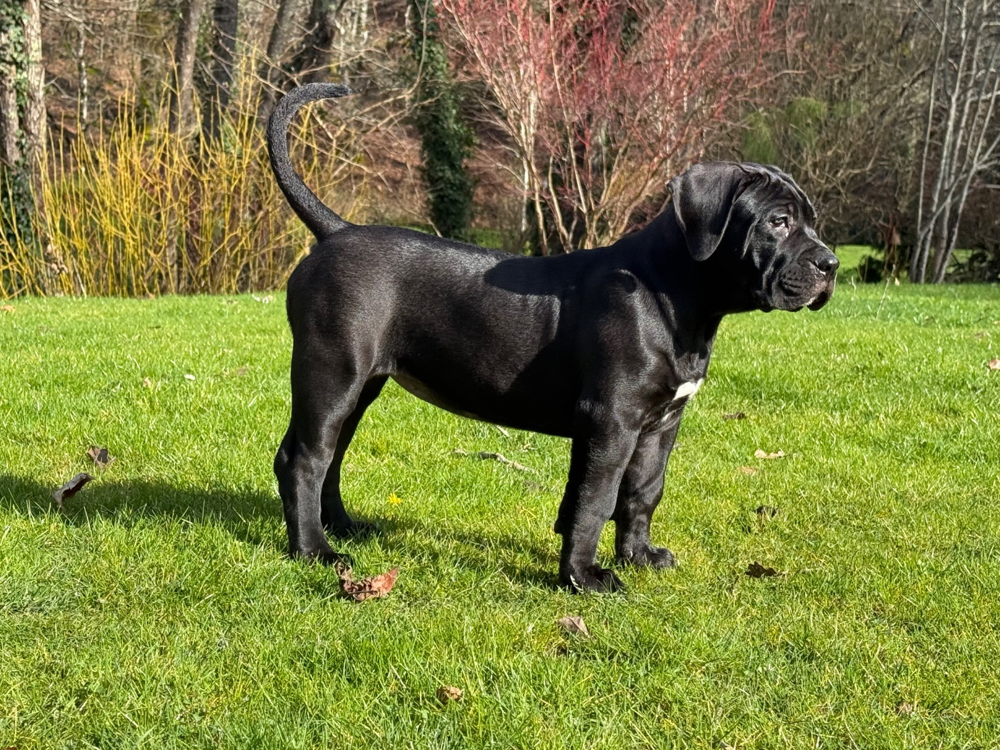 El Véhêmach' Akira