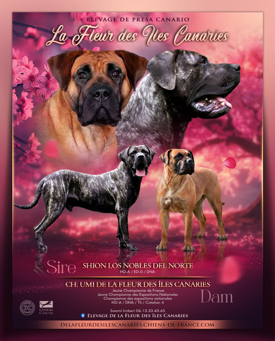 Chiot Dogo Canario De La Fleur Des Îles Canaries