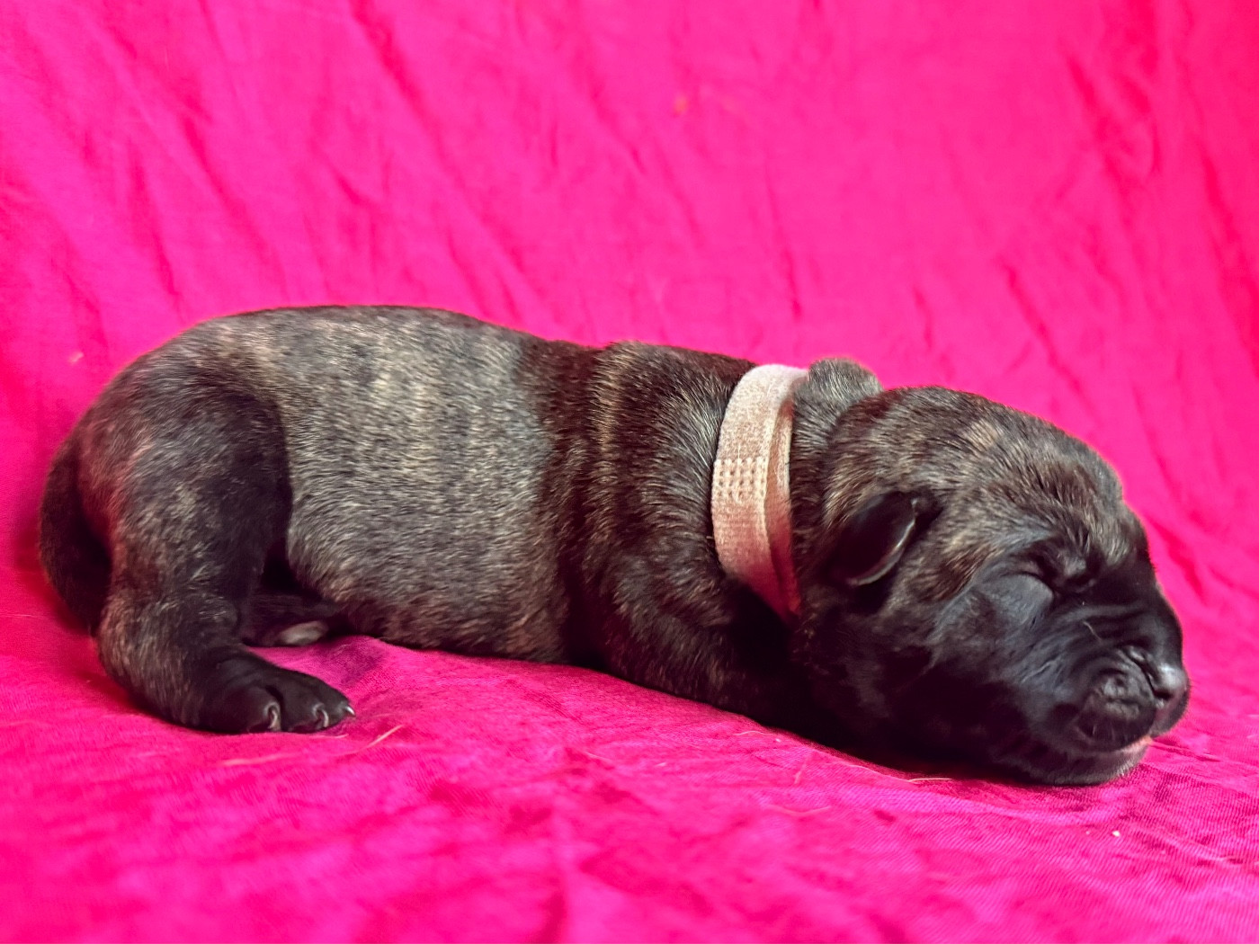 De La Fleur Des Îles Canaries - Chiots disponibles - Dogo Canario