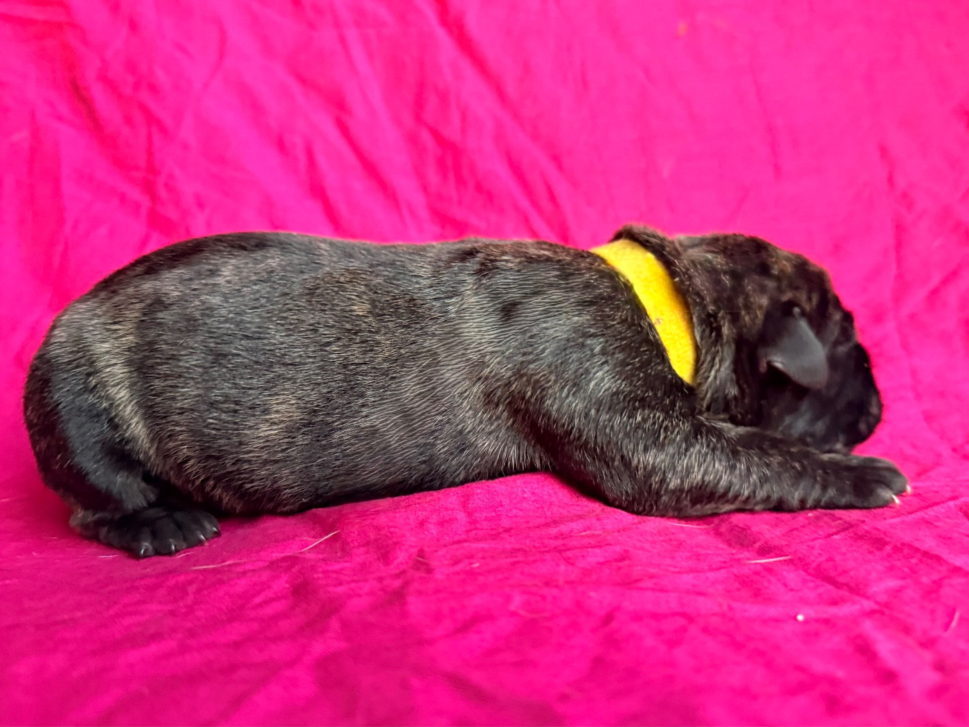 De La Fleur Des Îles Canaries - Chiots disponibles - Dogo Canario