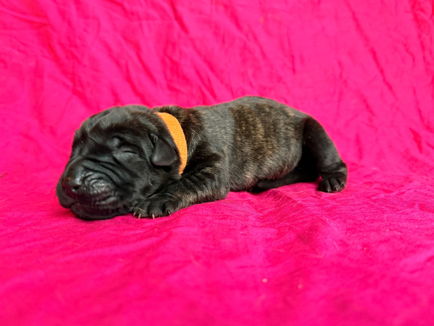 De La Fleur Des Îles Canaries - Chiots disponibles - Dogo Canario