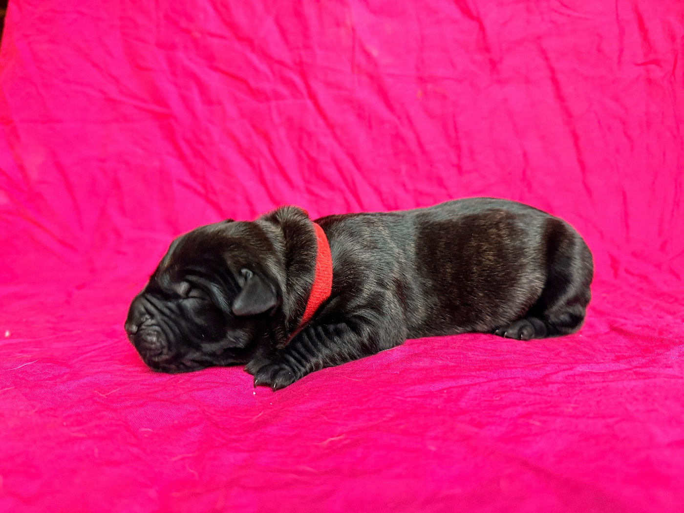 De La Fleur Des Îles Canaries - Chiots disponibles - Dogo Canario