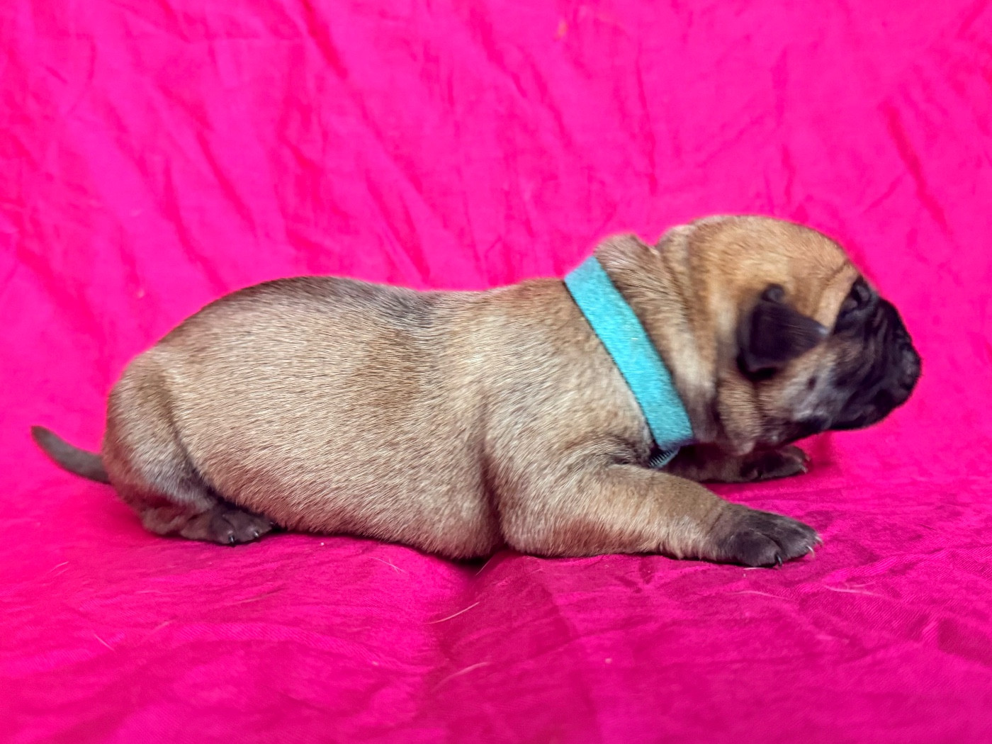 De La Fleur Des Îles Canaries - Chiots disponibles - Dogo Canario