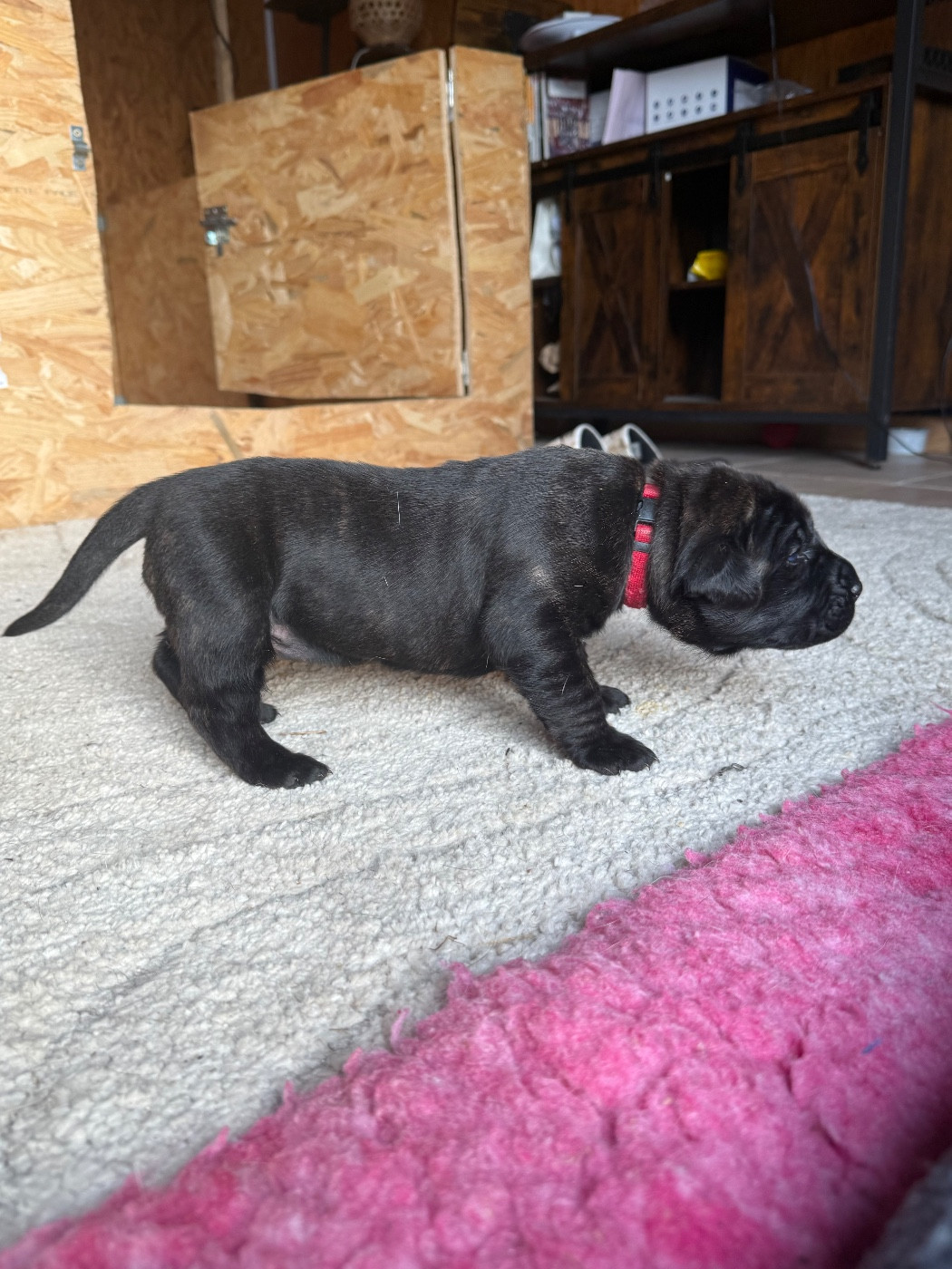 De La Fleur Des Îles Canaries - Chiots disponibles - Dogo Canario