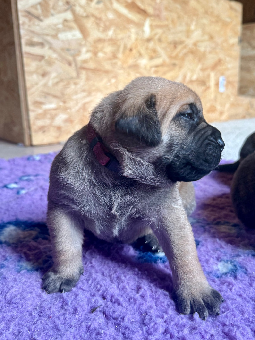 De La Fleur Des Îles Canaries - Chiots disponibles - Dogo Canario