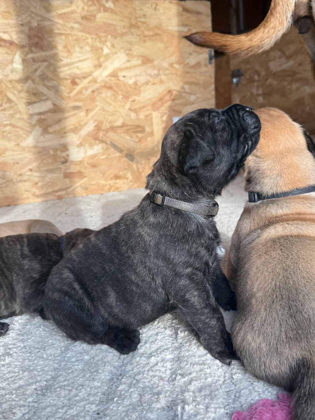 De La Fleur Des Îles Canaries - Chiots disponibles - Dogo Canario