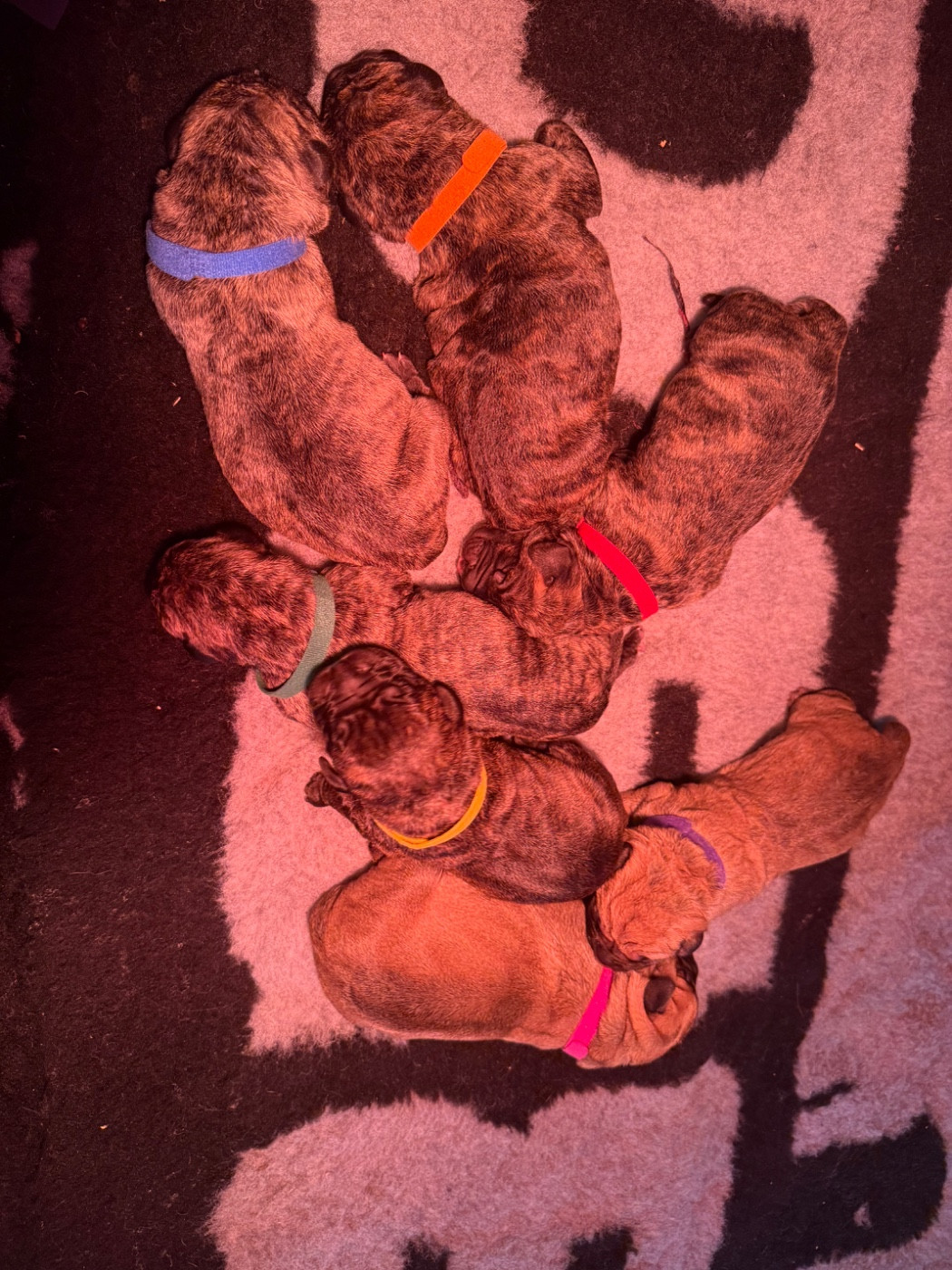 Chiot Dogo Canario De La Fleur Des Îles Canaries