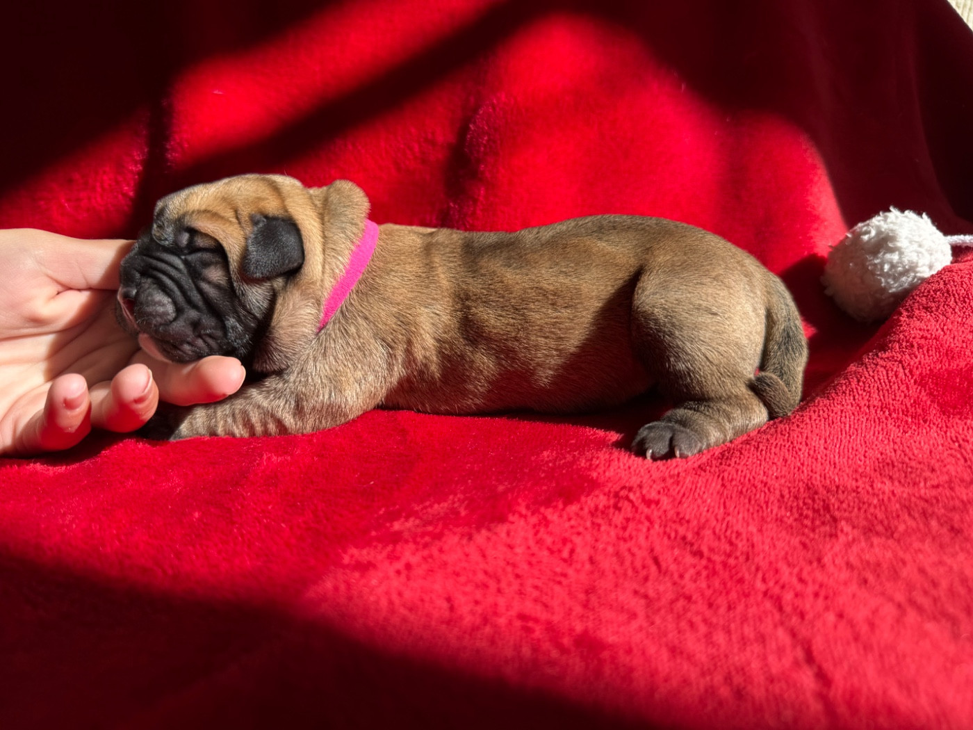 De La Fleur Des Îles Canaries - Chiots disponibles - Dogo Canario