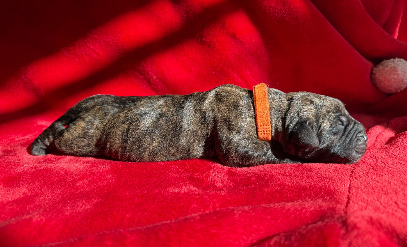 De La Fleur Des Îles Canaries - Chiots disponibles - Dogo Canario