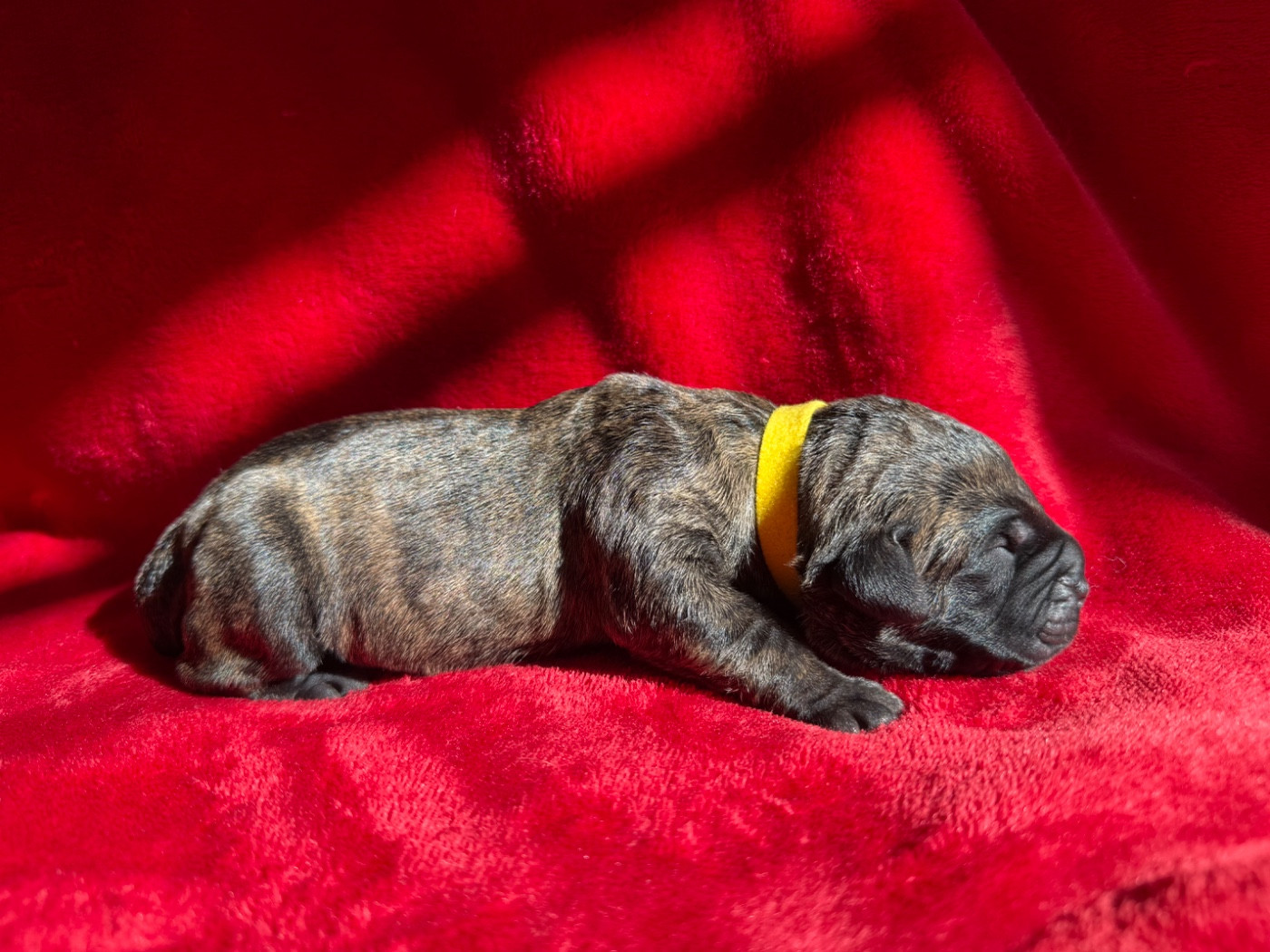 De La Fleur Des Îles Canaries - Chiots disponibles - Dogo Canario