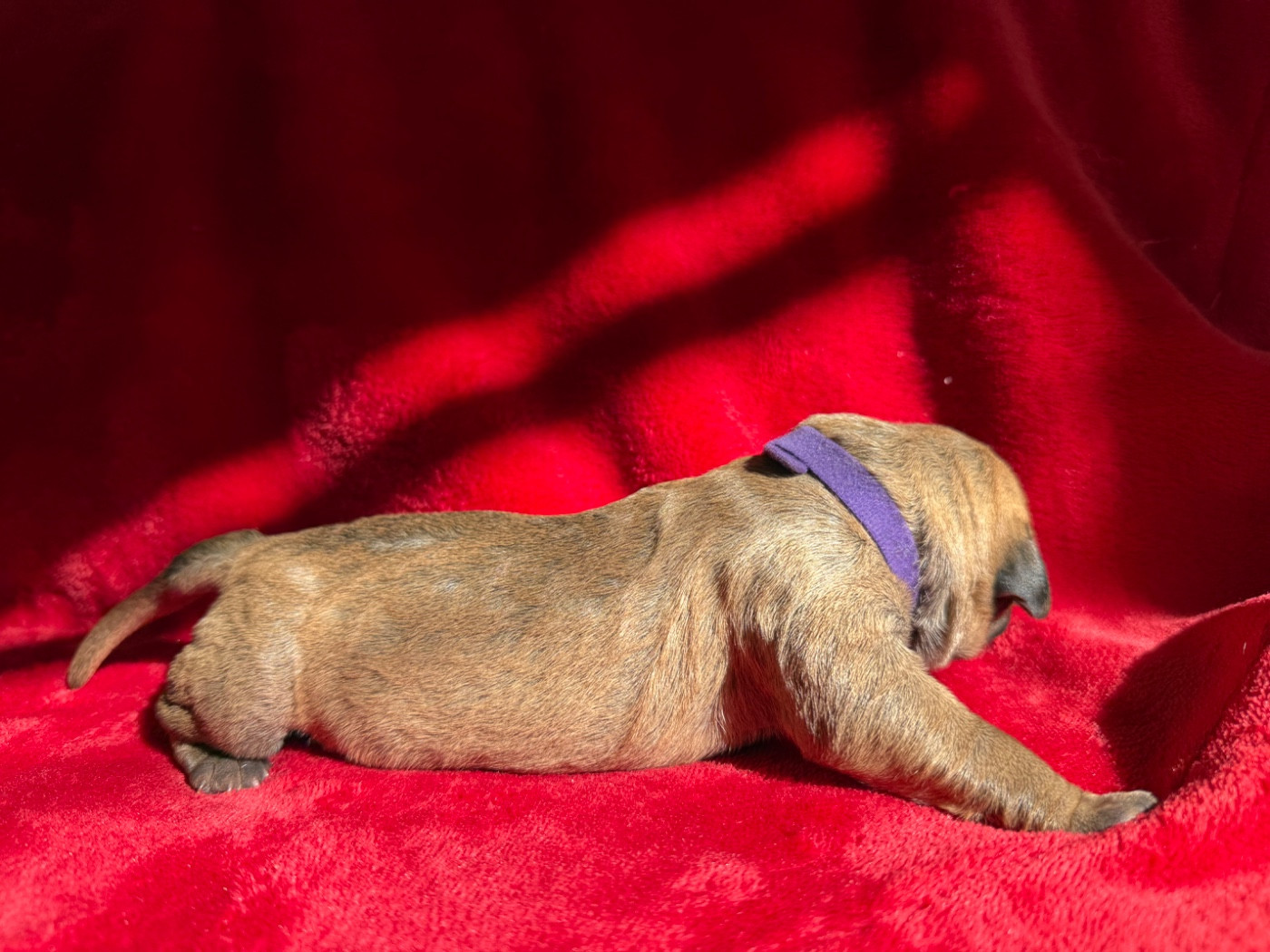 De La Fleur Des Îles Canaries - Chiots disponibles - Dogo Canario