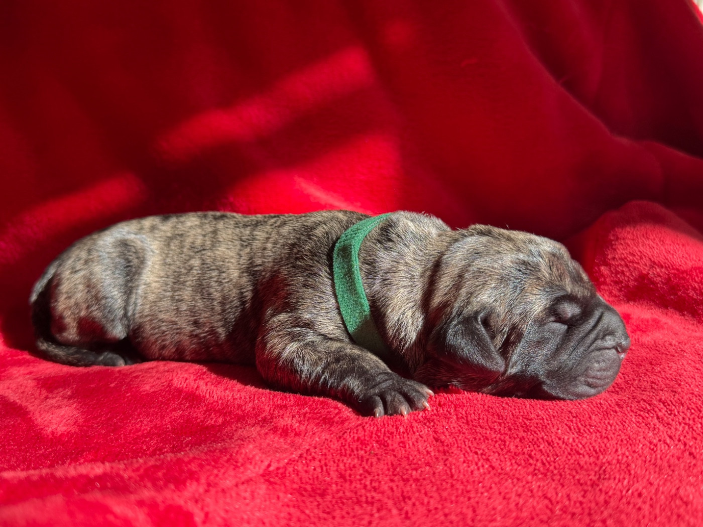 De La Fleur Des Îles Canaries - Chiots disponibles - Dogo Canario