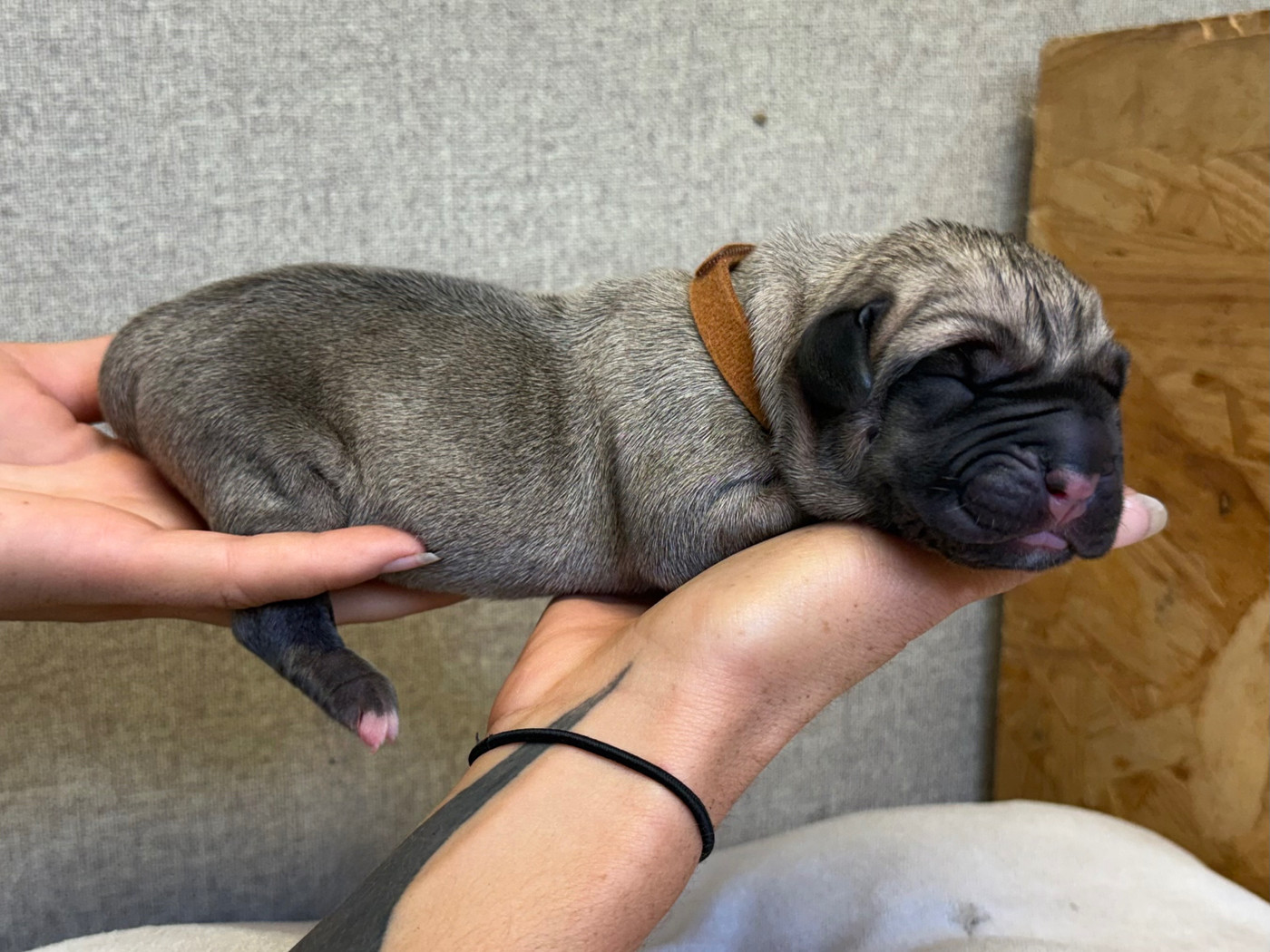 De La Fleur Des Îles Canaries - Chiots disponibles - Presa canario