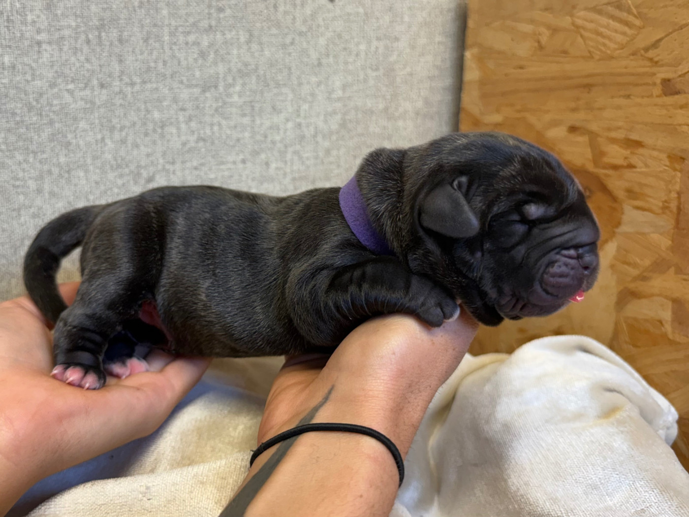 De La Fleur Des Îles Canaries - Chiots disponibles - Presa canario