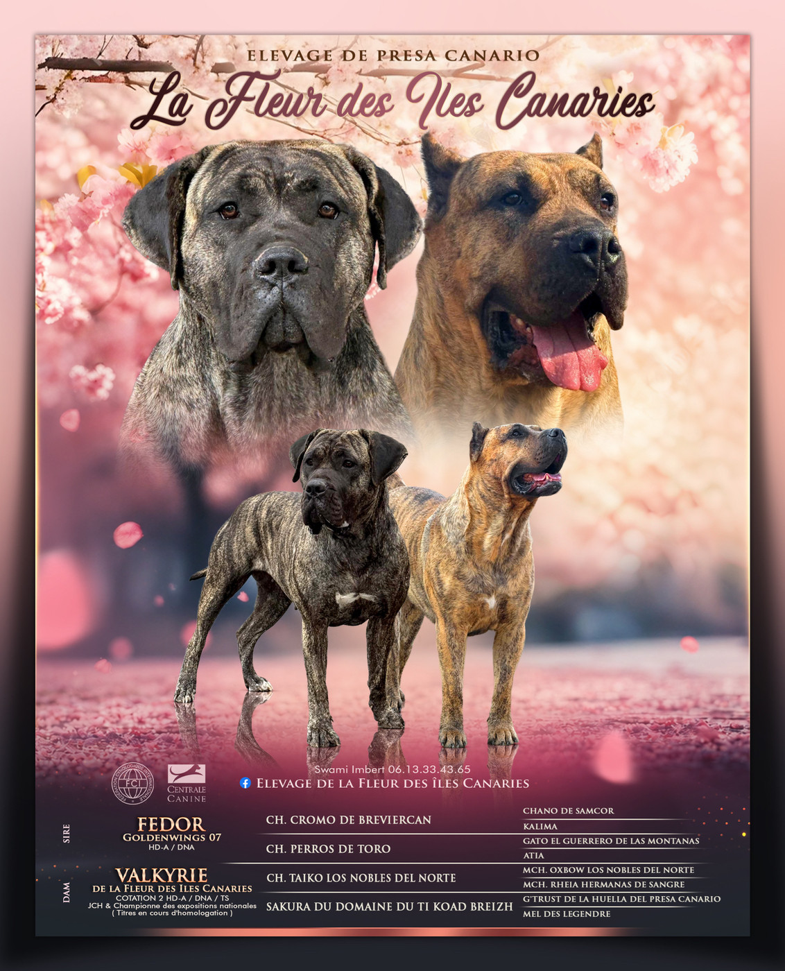 De La Fleur Des Îles Canaries - Presa canario - Portée née le 27/09/2026