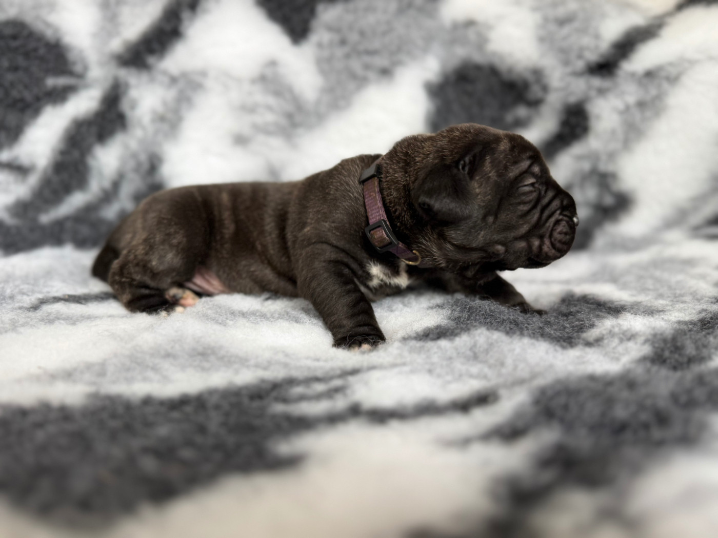 De La Fleur Des Îles Canaries - Chiots disponibles - Presa canario