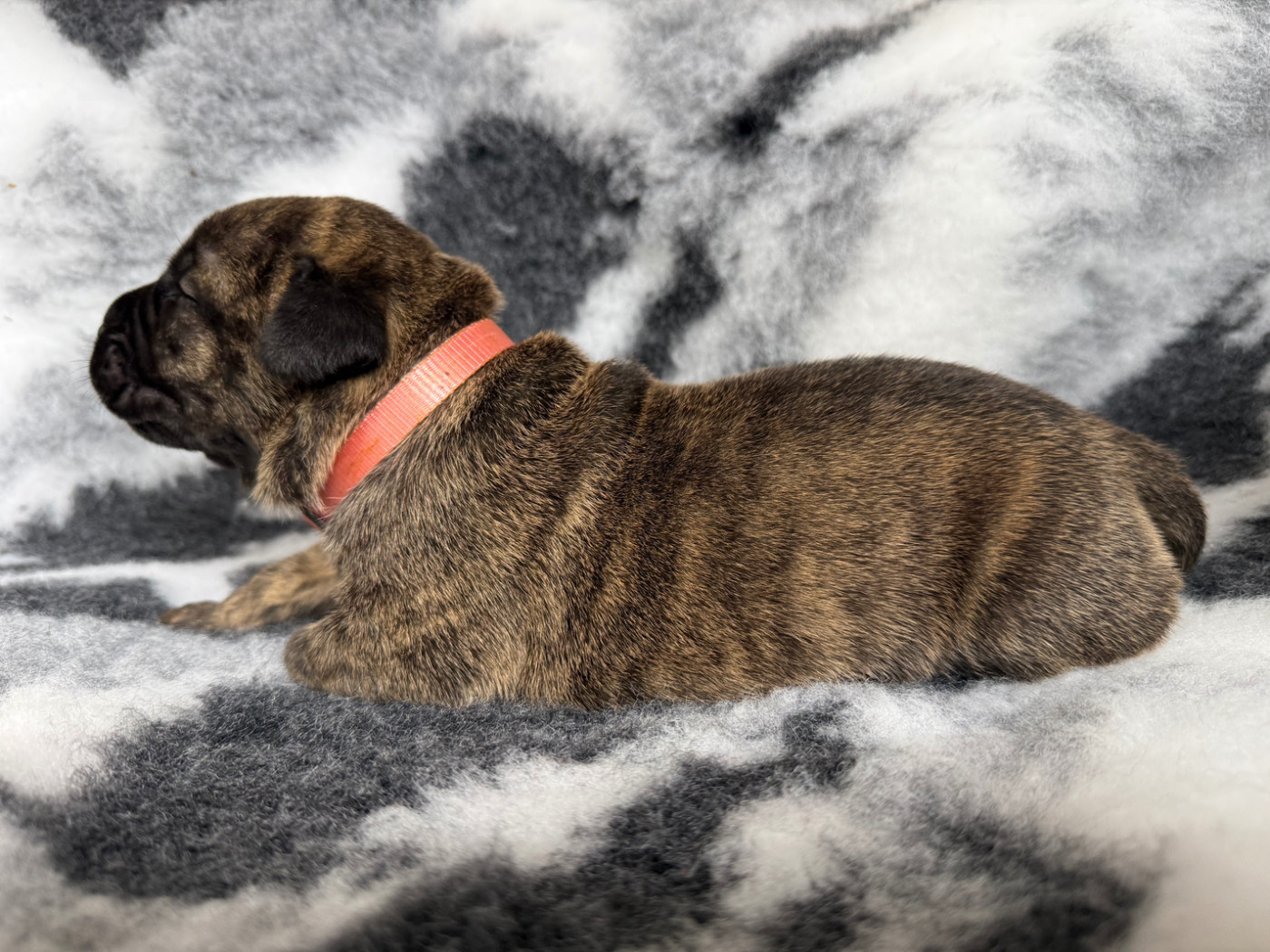 De La Fleur Des Îles Canaries - Chiots disponibles - Presa canario