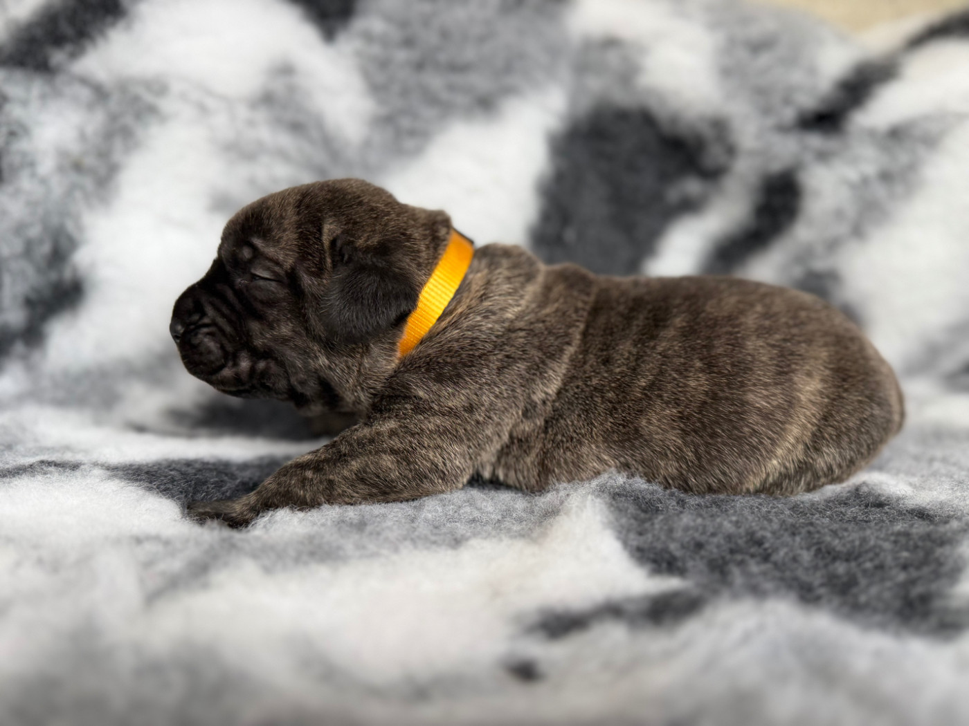 De La Fleur Des Îles Canaries - Chiots disponibles - Presa canario
