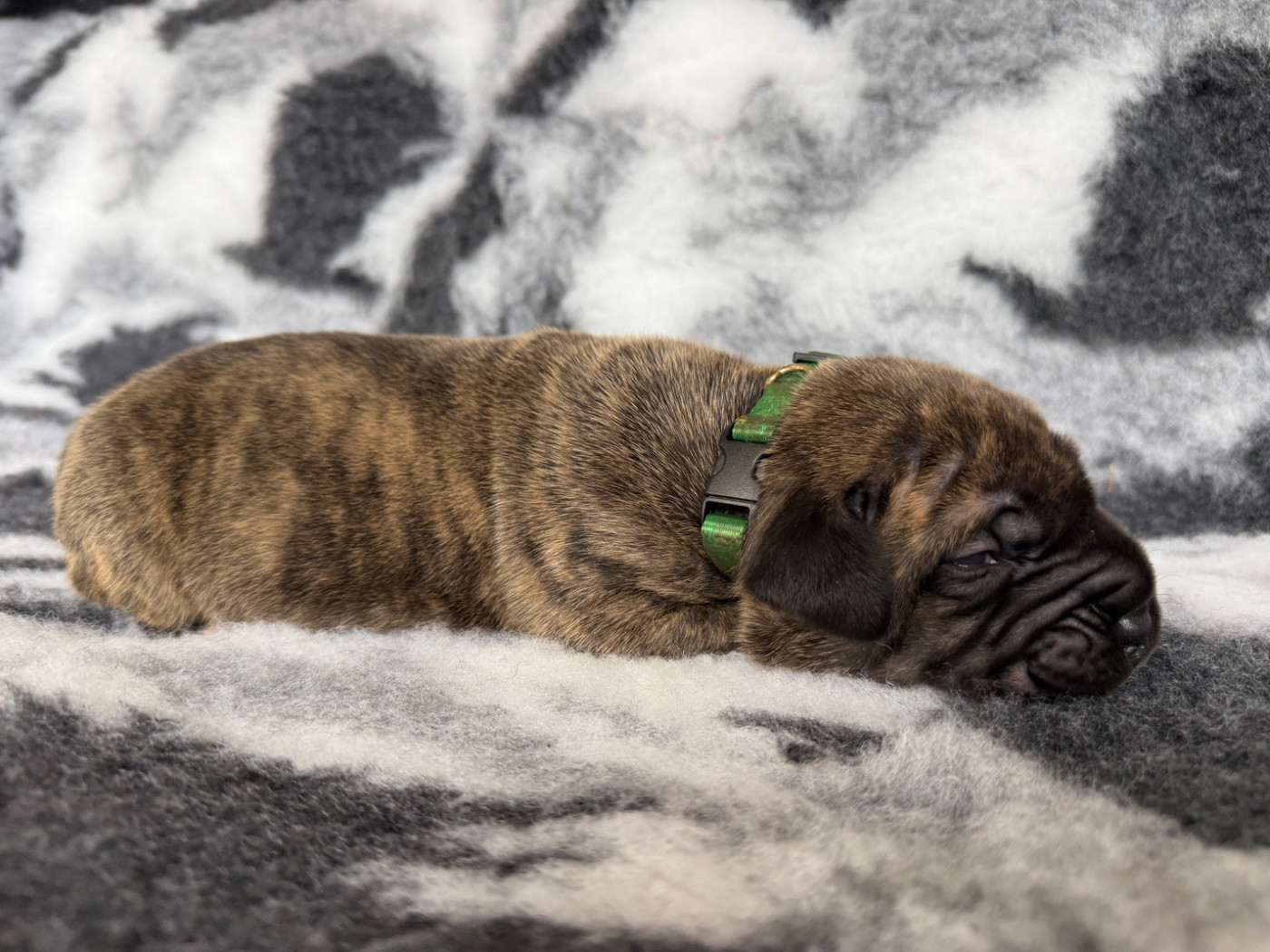 De La Fleur Des Îles Canaries - Chiots disponibles - Presa canario