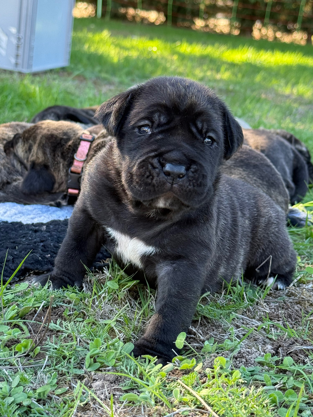 De La Fleur Des Îles Canaries - Chiots disponibles - Presa canario