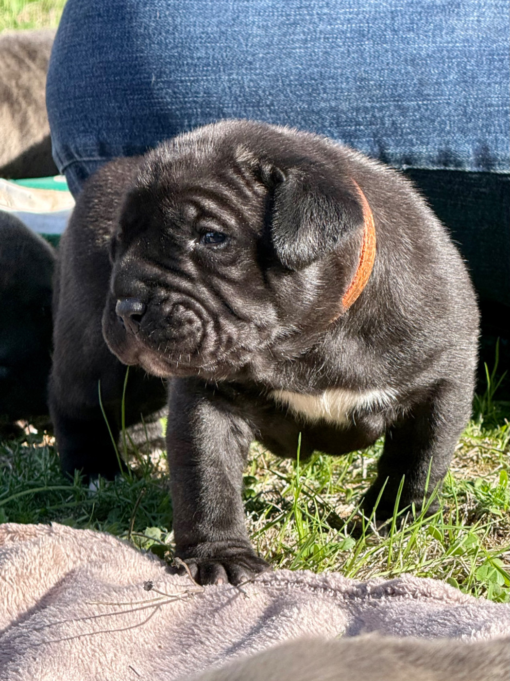 De La Fleur Des Îles Canaries - Chiots disponibles - Presa canario