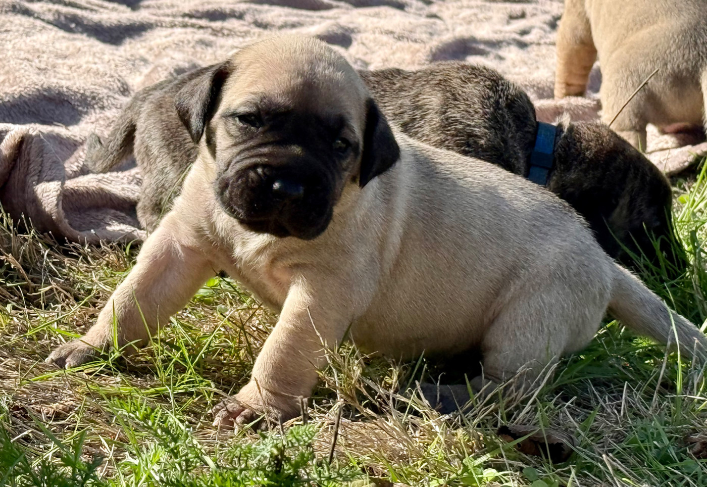 De La Fleur Des Îles Canaries - Chiots disponibles - Presa canario