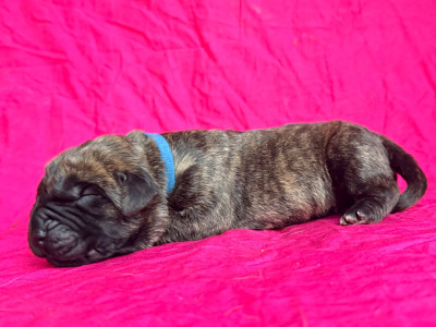 Mâle collier bleu marine