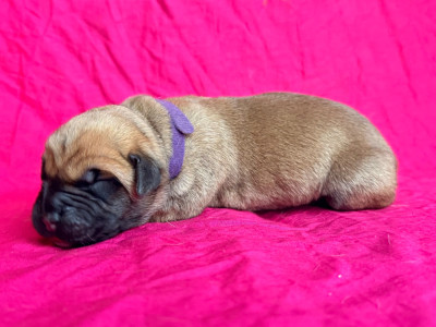 Femelle collier violet