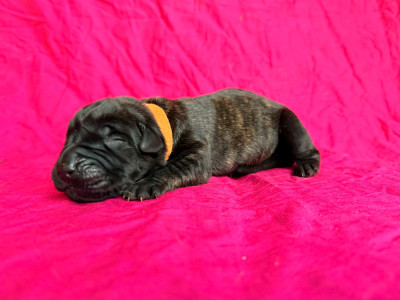 Femelle collier orange