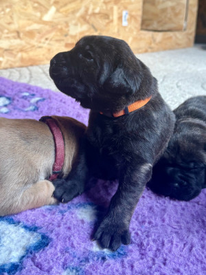 Femelle collier orange