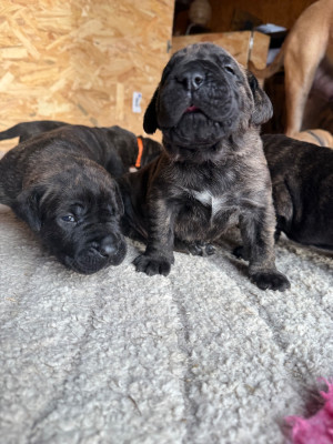 Mâle collier bleu marine