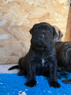 Femelle collier rouge