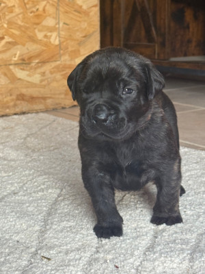 Femelle collier orange